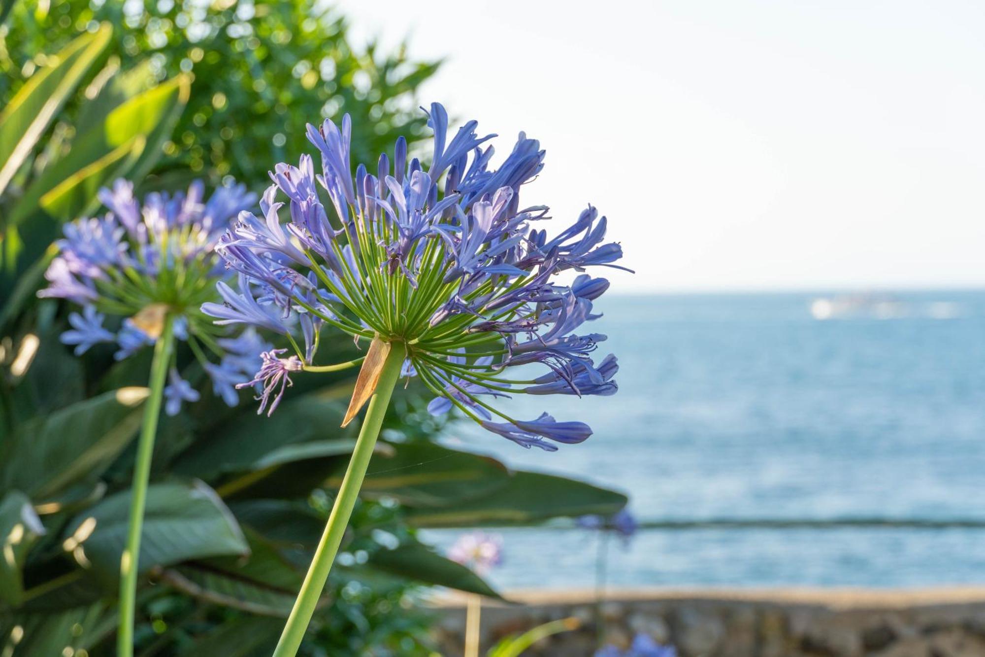 Nelinda Waterfront Accommodation Casamicciola Terme Bagian luar foto